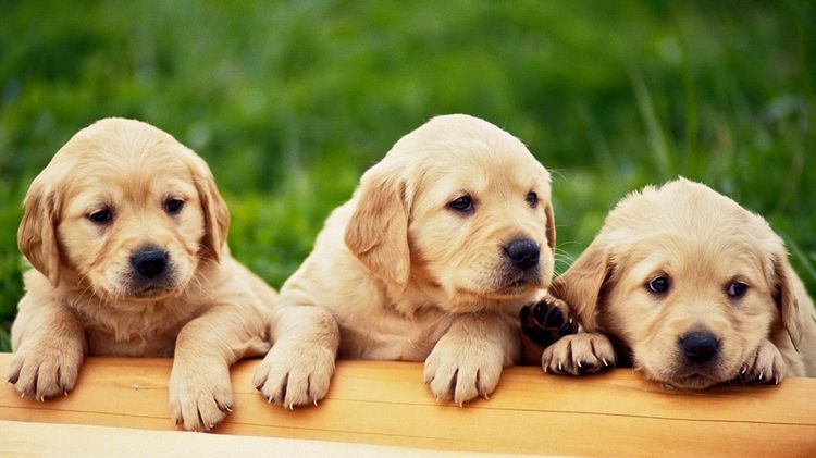 Chiots Golden Retriever