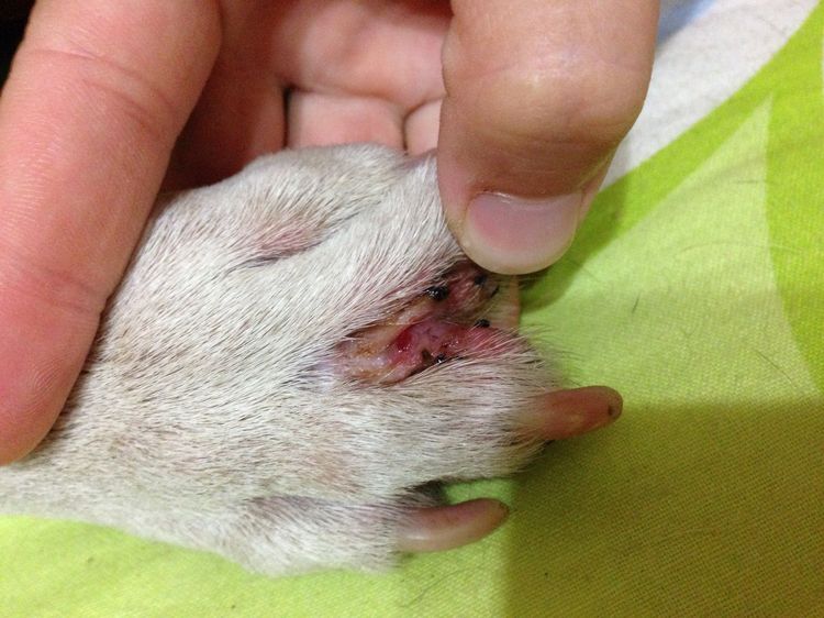 dermatite interdigitale