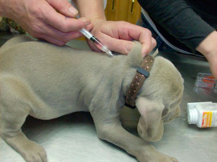 Injection sous-cutanée pour un chiot