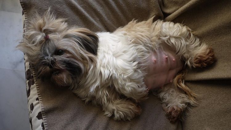 Grossesse nerveuse chez une chienne