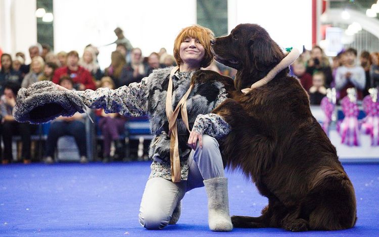 Un chien à une exposition