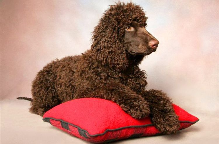 Épagneul d'eau irlandais