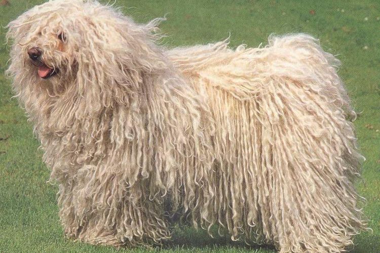 Puli (berger hongrois)