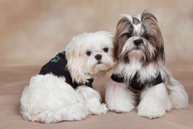 Shih Tzu