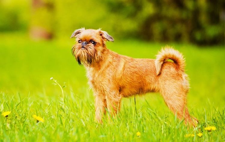 Griffon de Bruxelles