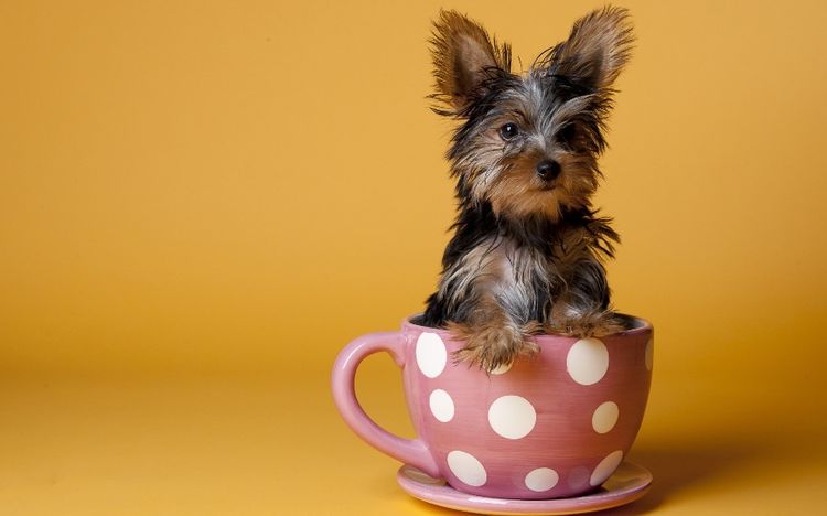 Yorkshire Terrier miniature