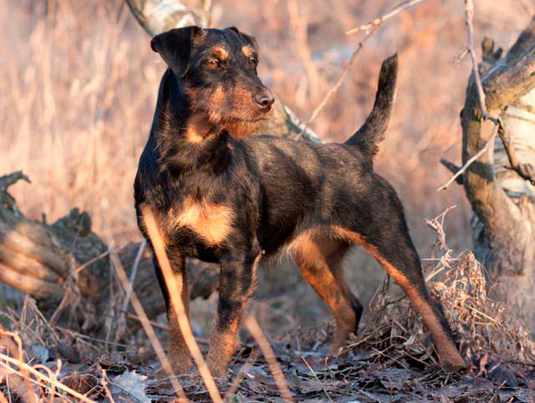 Jagdterrier à poil dur