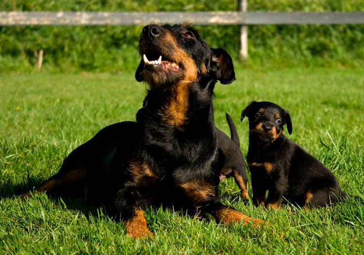 Jagdterrier allemand avec un chiot