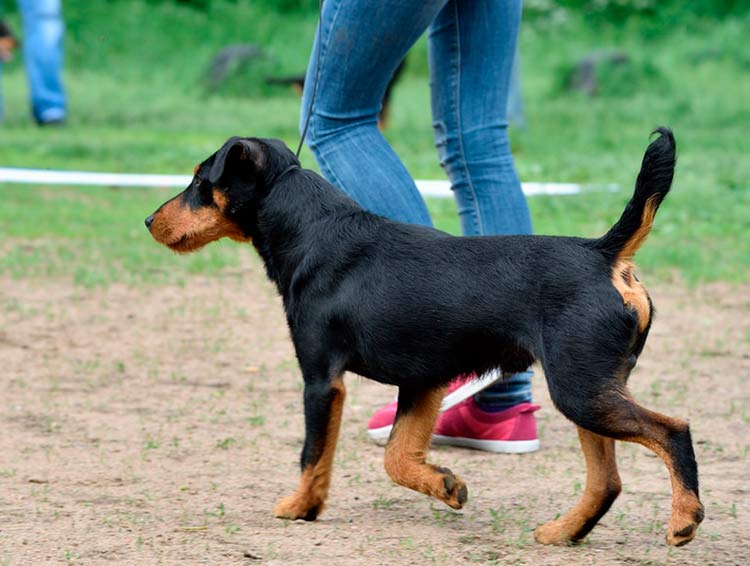 Photo de Jagdterrier allemand