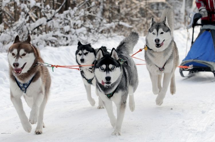 Des huskies en harnais