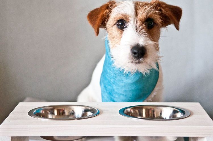 Un chien avec une gamelle vide