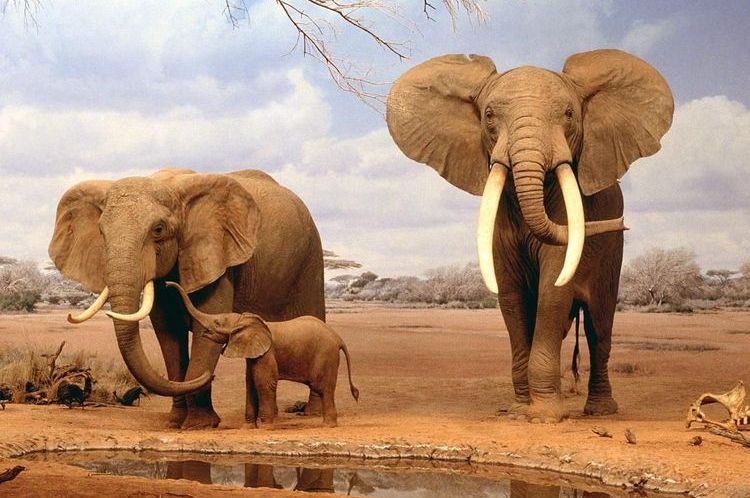 Éléphant d'Afrique