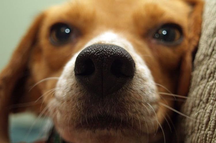 Le nez du chien