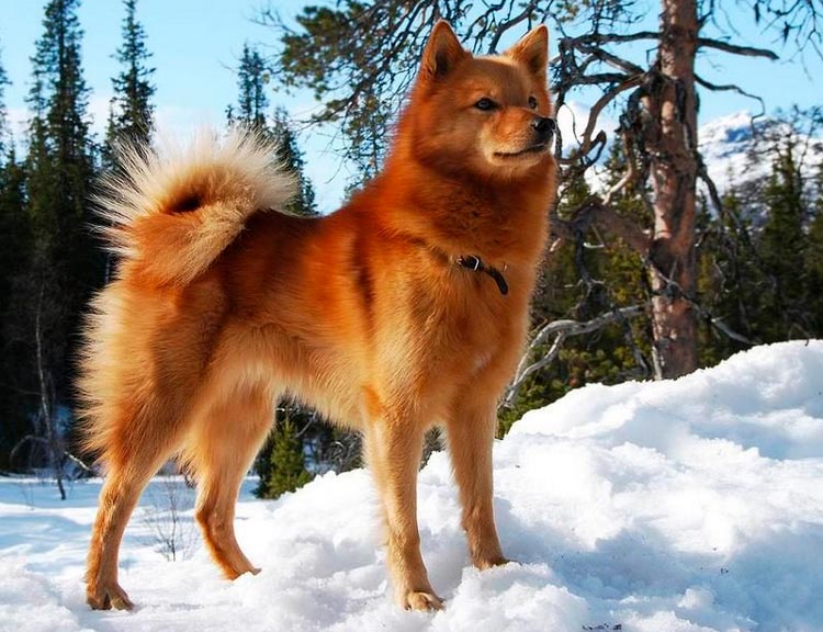 Photo de la Laïka carélo-finlandaise