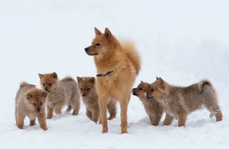 Laika carélo-finlandaise avec des chiots