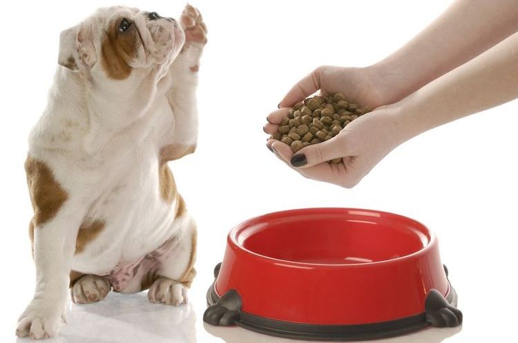 Le chien réclame à manger