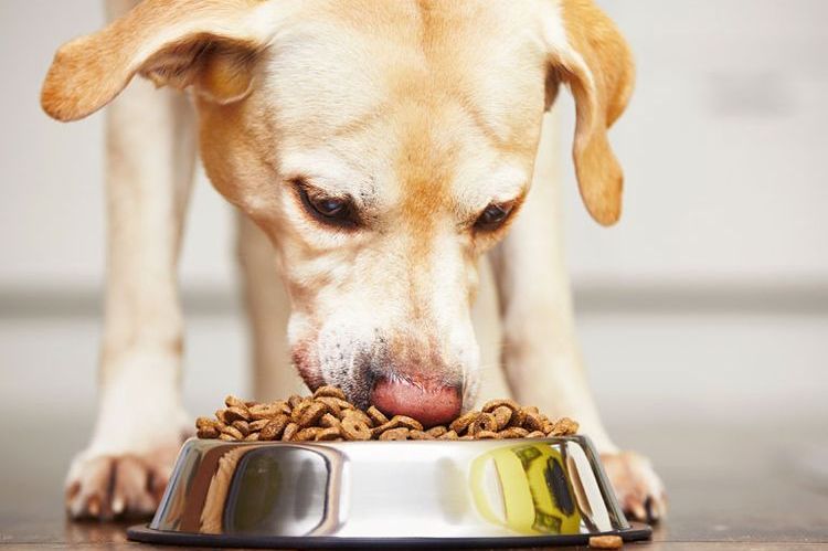 Un labrador mange dans un bol