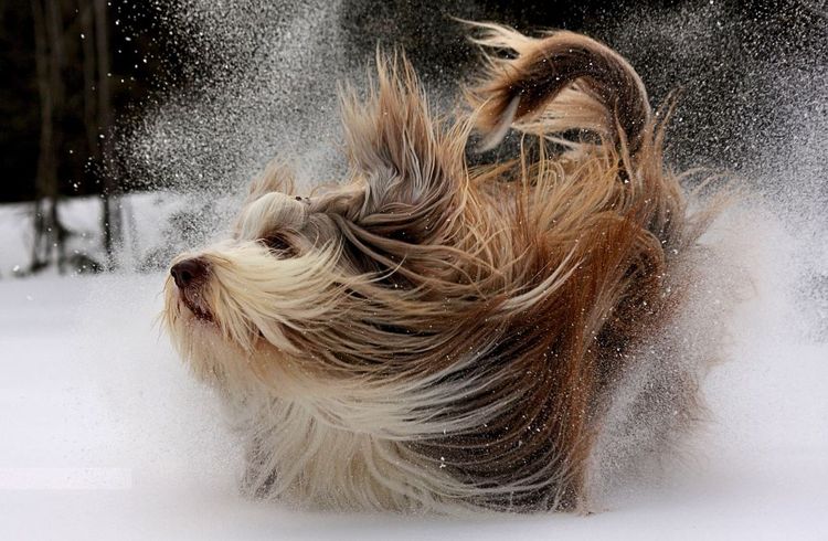 Chien en bonne santé