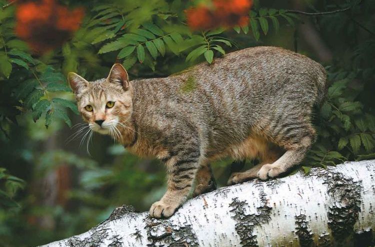 coupe au carré pixie à la lynx