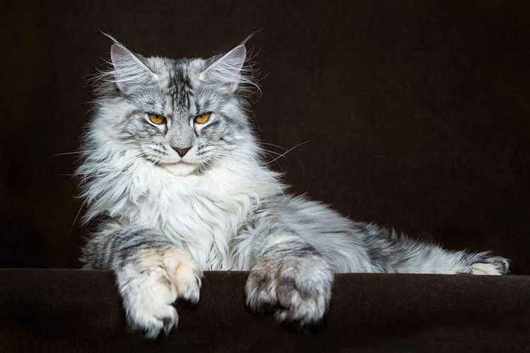 Le Maine Coon ressemble à un lynx
