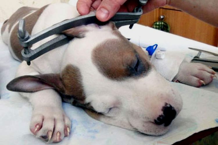 Couper les oreilles d'un chiot