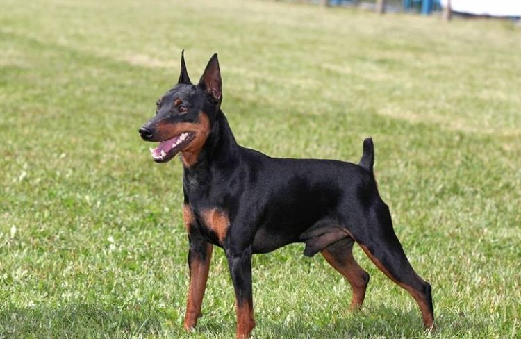 Doberman