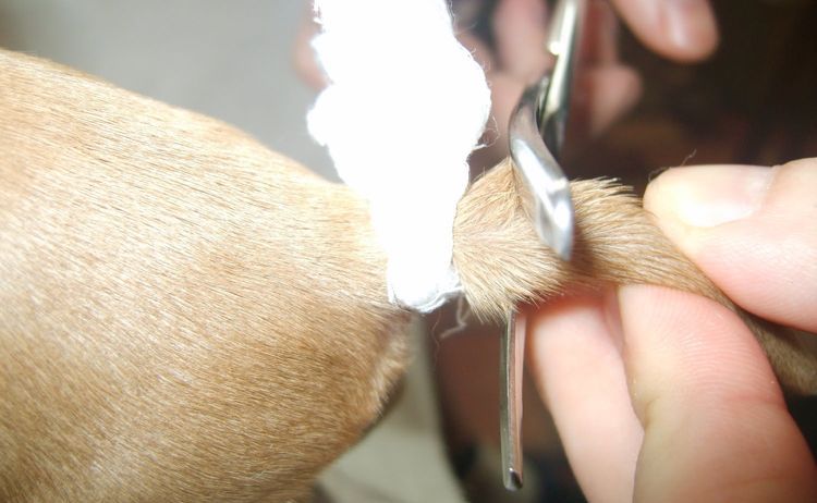 Couper la queue d'un chien