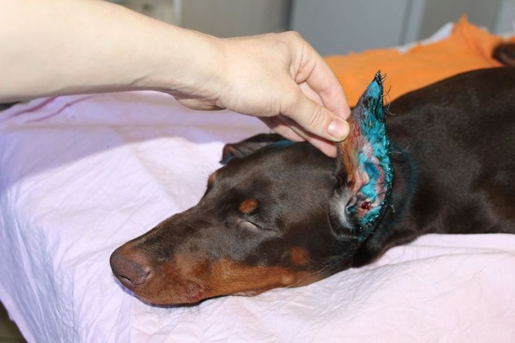 Problèmes d'oreilles de chien après l'amarrage