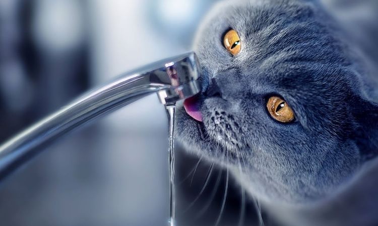 Le chat boit l'eau du robinet