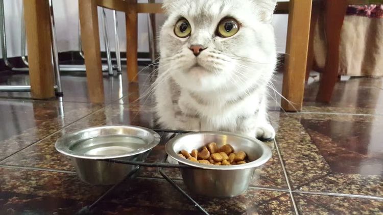 Le chat mange de la nourriture pour chiens