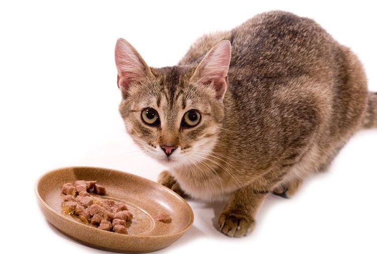 Un chat devant sa gamelle