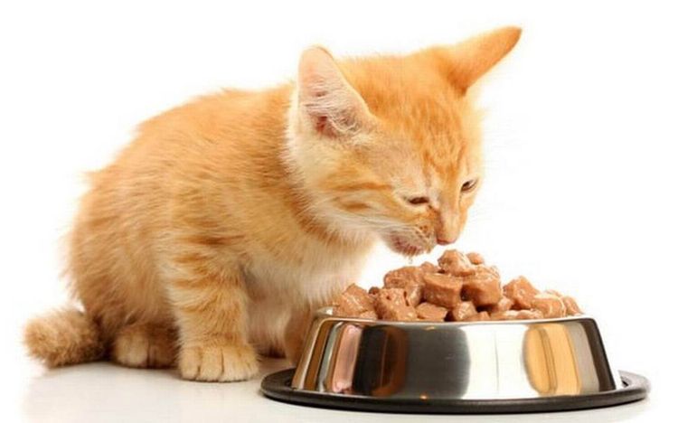Aliments diététiques pour chats