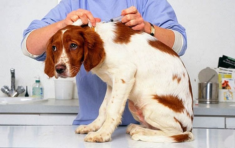 Vaccination pour un chien