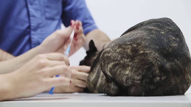 Vaccination d'un chien