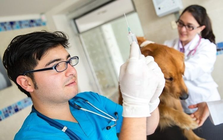 Vaccination d'un chien