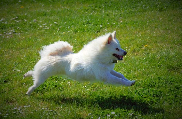 Chien en bonne santé