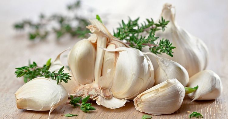 Ail et absinthe contre les puces