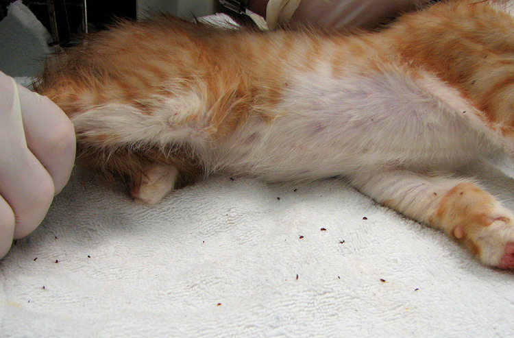 Peignage d'un chat pour enlever les puces