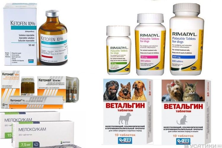 Analgésiques pour chats