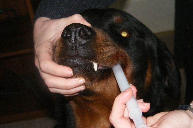 Comment donner la suspension à un chien