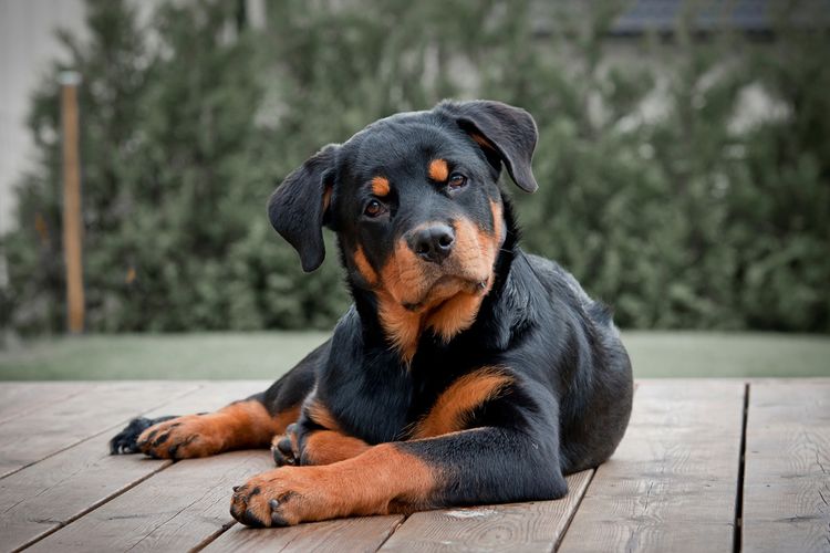chiot Rottweiler