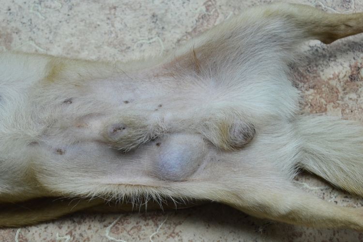 Tumeur chez un chien