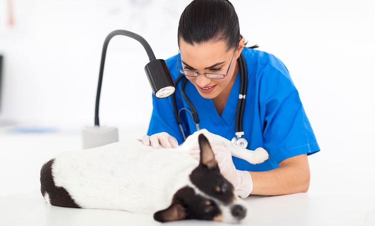 Chien chez le vétérinaire