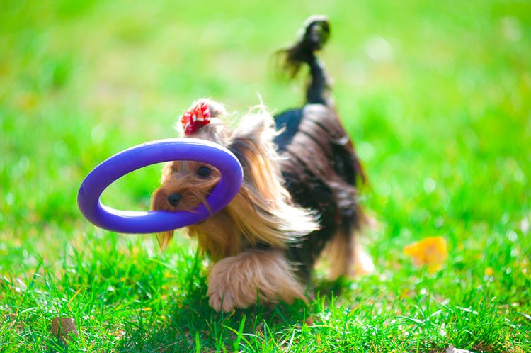 Un chiot joue avec un jouet à tirer