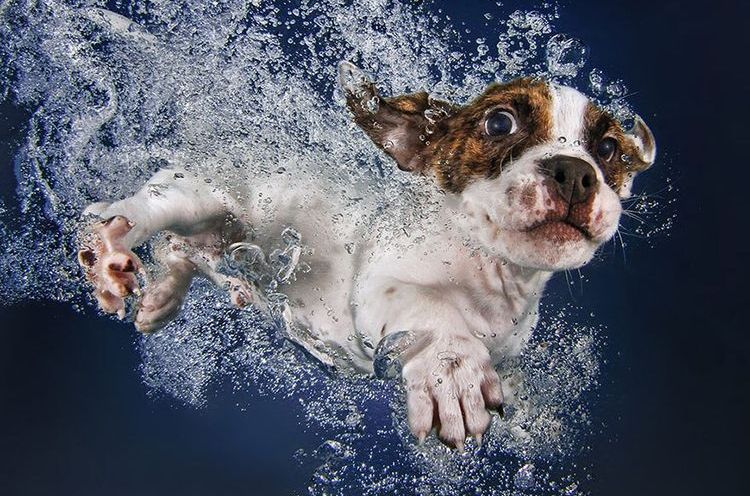 Un chiot nage dans la piscine