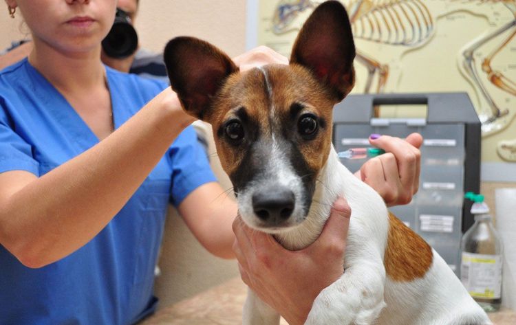 Le chien est en cours de vaccination.