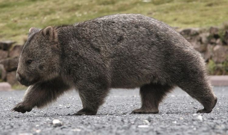 Le wombat arrive