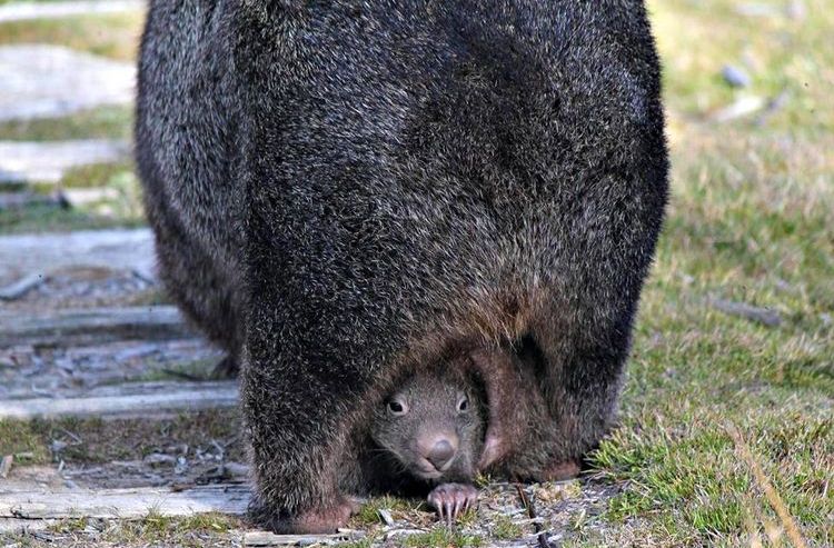 Wombat avec son bébé