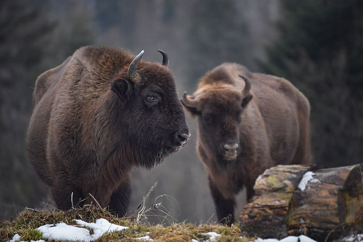 Bison