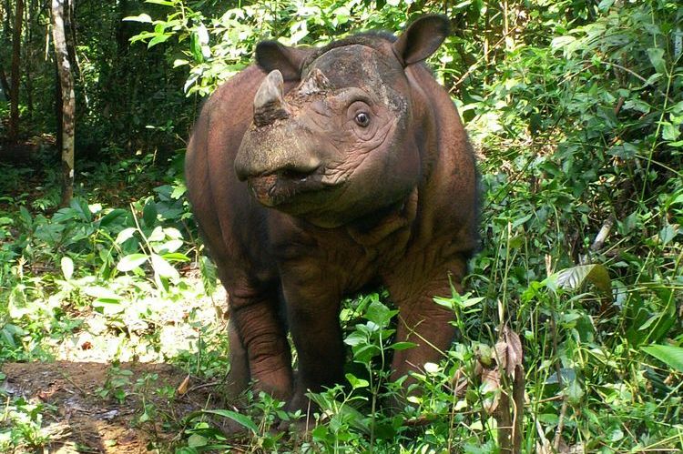 Rhinocéros de Sumatra